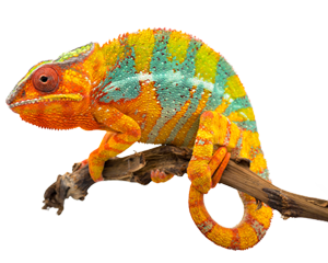 Comment Chameleon™ fait échouer le blocage VPN